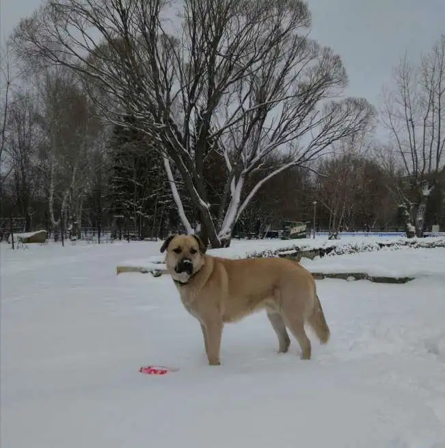 Собака в добрые руки, фотография 1