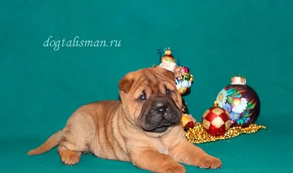 Лилу Даллас, фотография 3