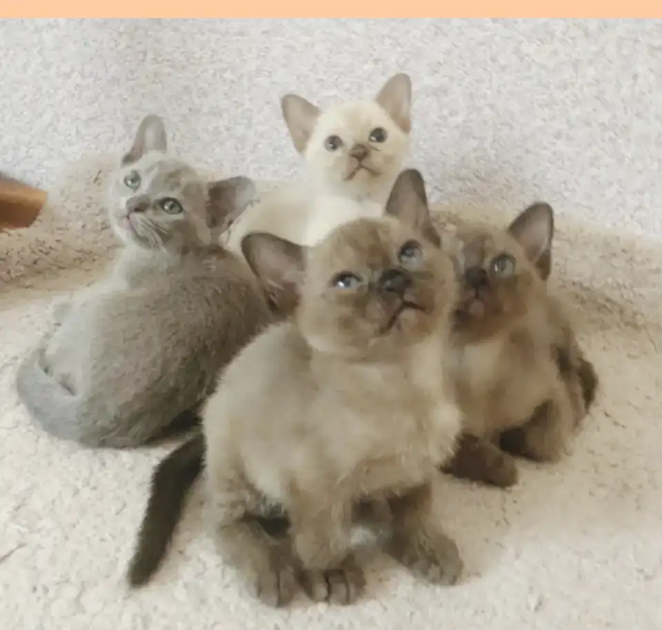 Бурманские котята, фотография 4