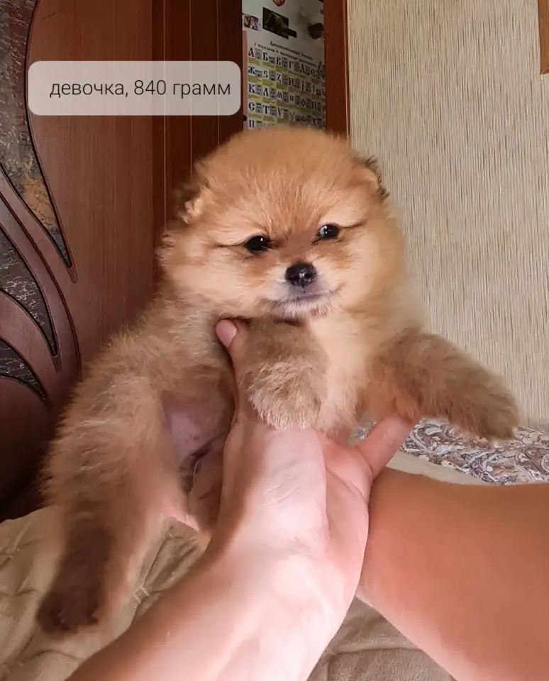 Померанский шпиц, фотография 8