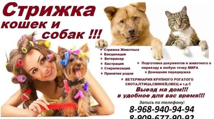 Груминг животных в Москве,Стрижка кошек и собак Выезд на дом в Москве.Домашняя передержка животных в Москве, фотография 1