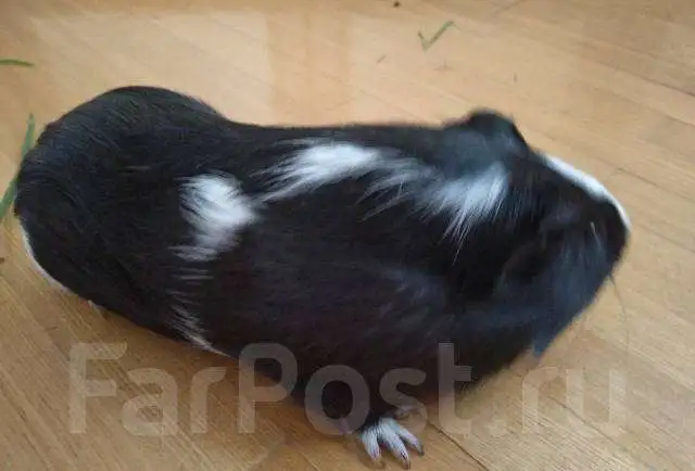 Морские свинки, фотография 1