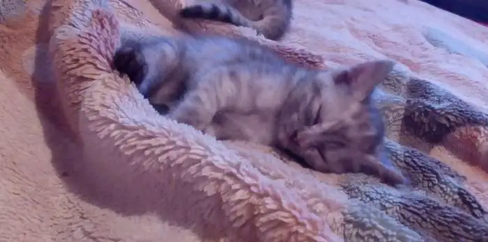 Шотландский котёнок, фотография 3