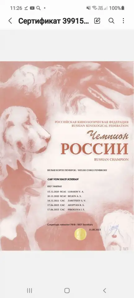 Вельш корги пемброк - вязка. Чемпион РФ, фотография 1