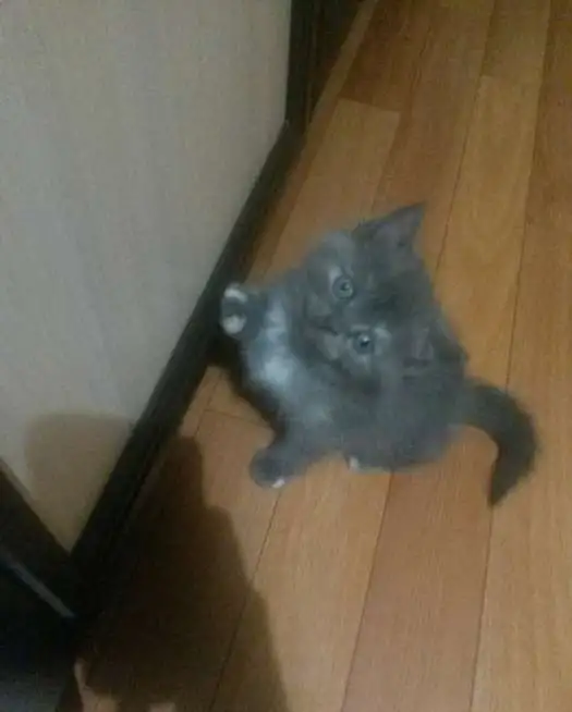 Британские котята, фотография 1