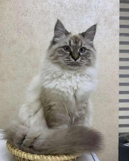 Ищем кота для вязки, фотография 1