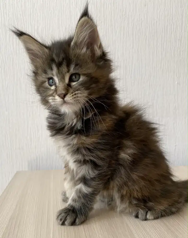 Мейн-кун котята, фотография 5