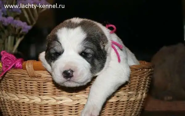 Породные щенки алабая, фотография 7