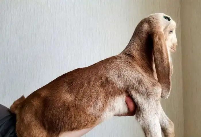 Козлик камори 50%, фотография 2