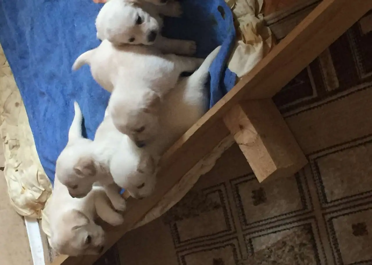 Продаются щенки Лабрадора, фотография 1