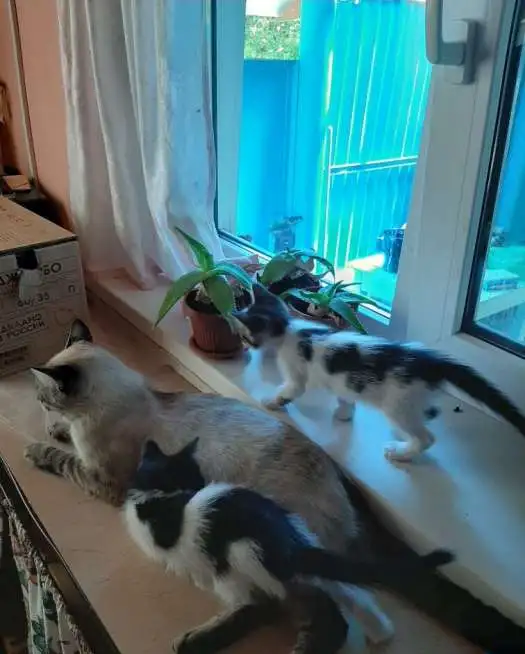 Отдам котят в добрые руки, фотография 4