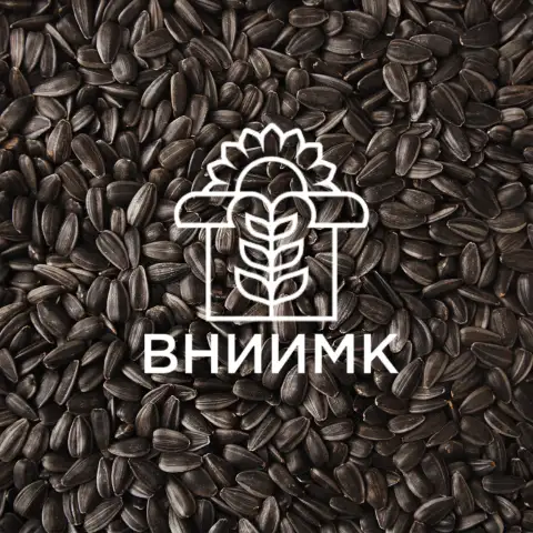 Семена подсолнечника ВНИИМК гибрид Сурус ОР, фотография 1