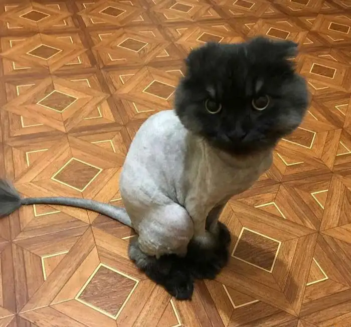 Стрижка кошек с выездом на дом, фотография 7