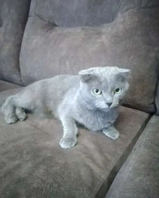 Кошка-вислоушка, фотография 3