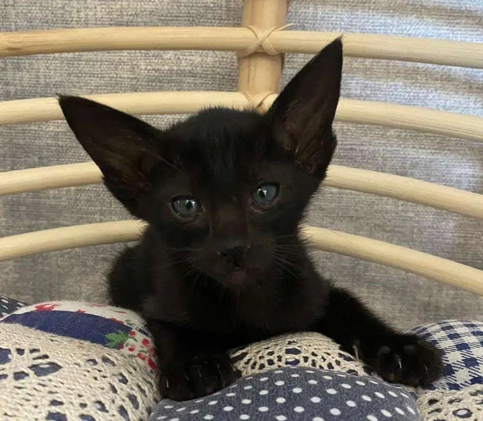 Продажа котят, фотография 3