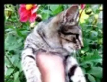 Котята с зелеными глазками,выполняют некоторые трюки., фотография 1