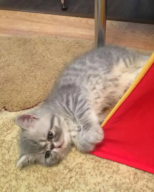 Продаём котёночка от Кота-Чемпиона, фотография 5