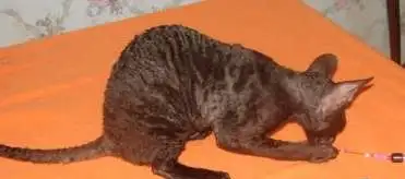 Котята корниш рекс, фотография 7
