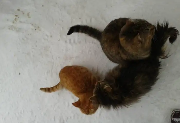 КОТЯТА ИЩУТ ВАС, фотография 1