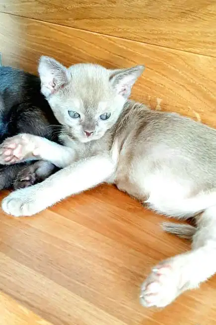 Котята бурма, фотография 4