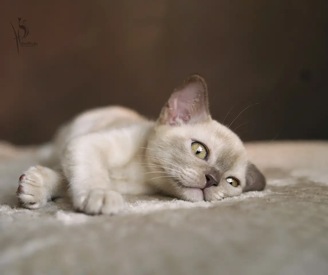Европейская Бурма котята шоколадная Девочка, фотография 2