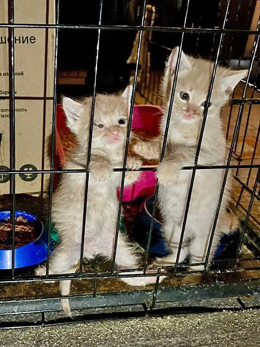 Совсем маленькие котята мальчики и девочки в добрые руки, фотография 4