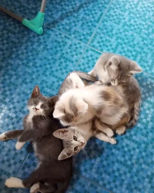 Отдаю котят, фотография 7