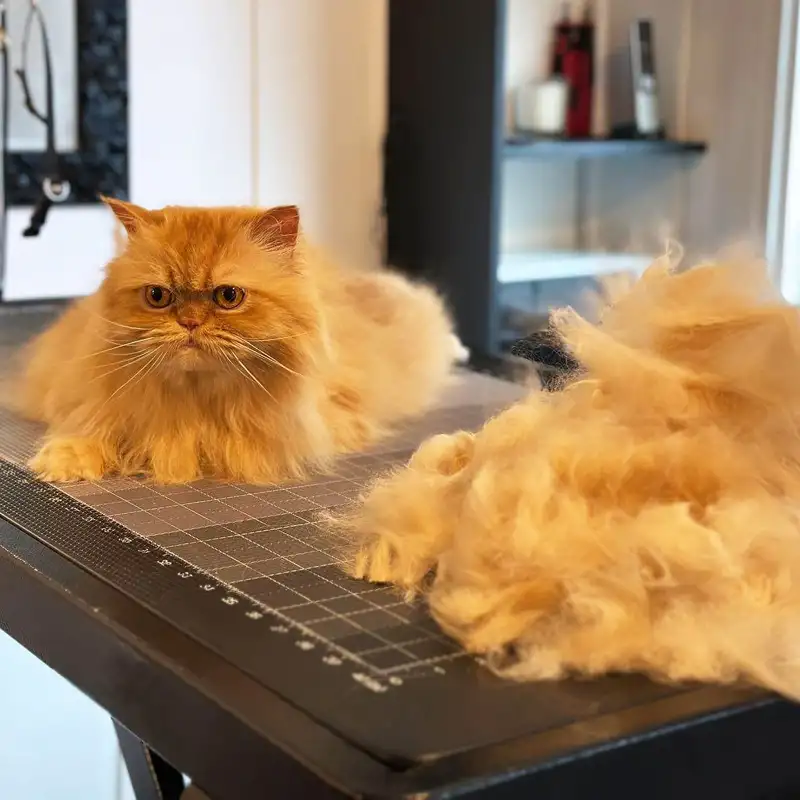 Стрижка Кошек и Котов выезд на Дом по Москве, Экспресс-Линька, Вычес, Груминг, фотография 6