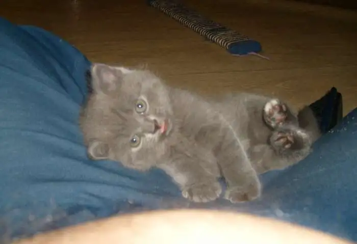 Продажа британских котят., фотография 9