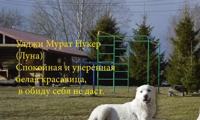 Продажа щенков среднеазиатской овчарки (алабай), фотография 4