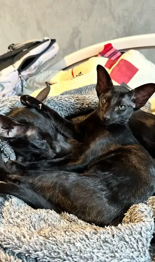 Котенок ориентальный, фотография 5