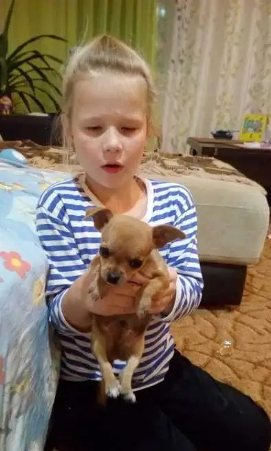 Чихуахуа - лучший подарок, фотография 1