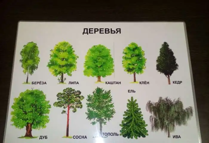 Развивающие плакаты, фотография 9