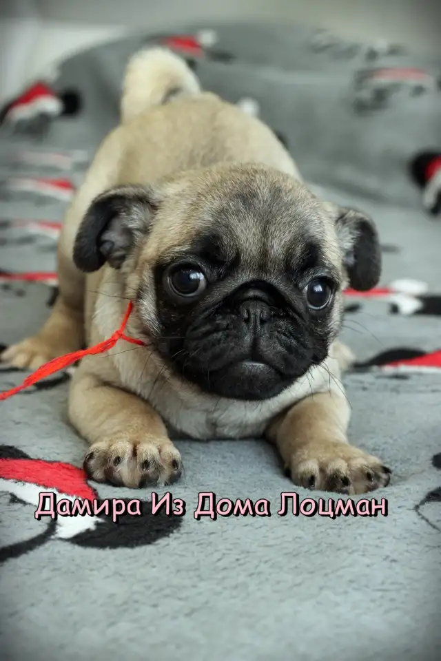 Щенки Мопса, фотография 4