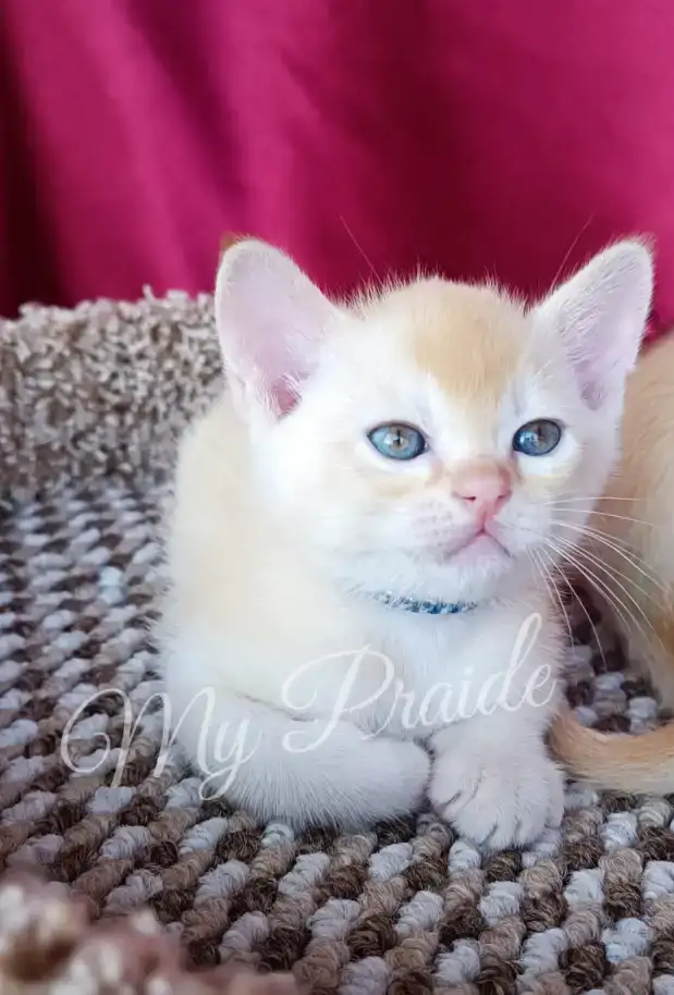 Бурма. Котенок. Европейская бурма, фотография 4