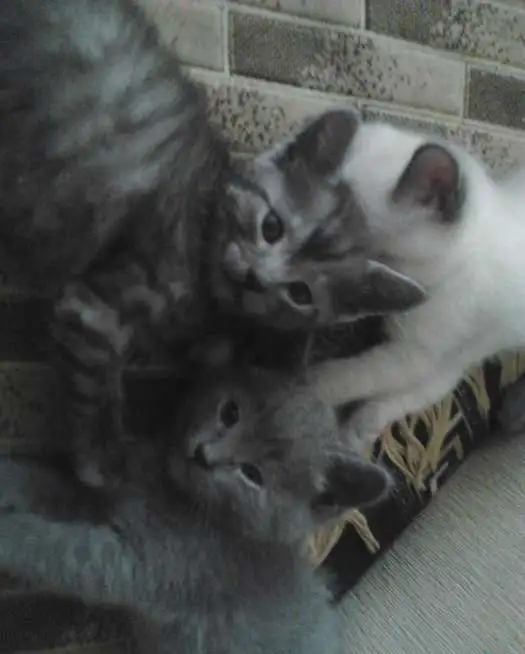 продам котят от британской кошки, фотография 4