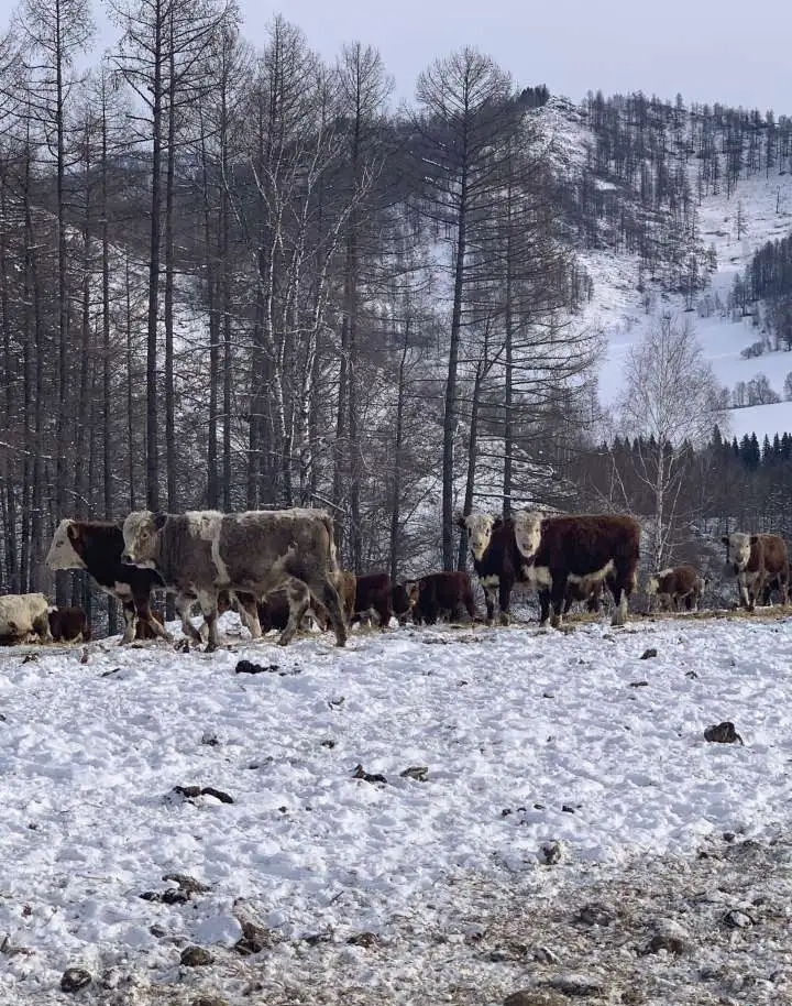 Закуп КРС по всей России, фотография 2