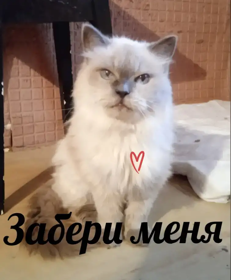 Кошечка Лёля, фотография 1