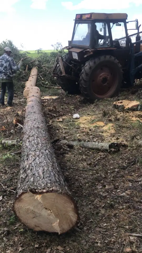 Поиск инвестора для заготовки древесины, фотография 2