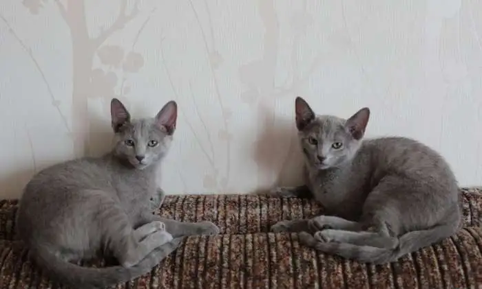 Продам котят русской голубой кошки, фотография 2