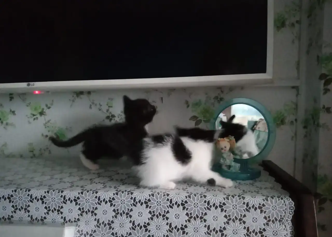 котята в подарок, фотография 7