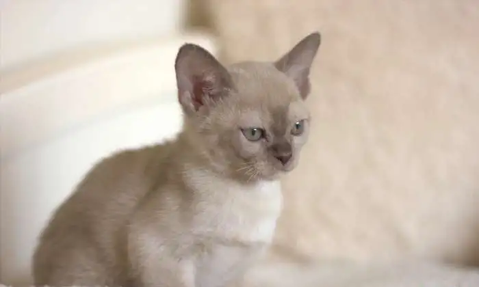 Бурманские котята, фотография 2
