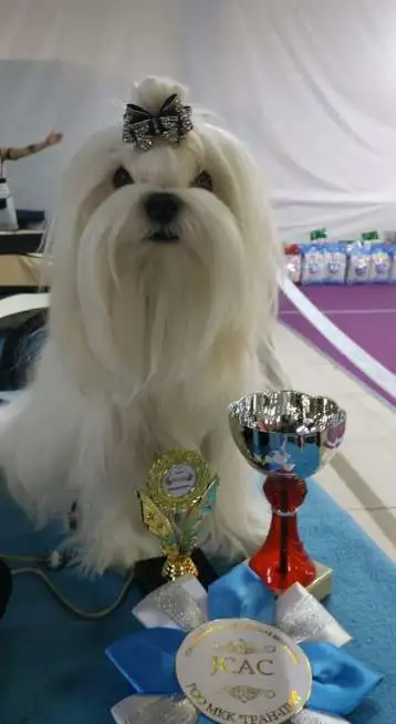 мальчик мальтезе-будущий чемпион, фотография 2