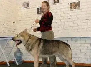 Восточноевропейские овчарки .Род.РКФ., фотография 2