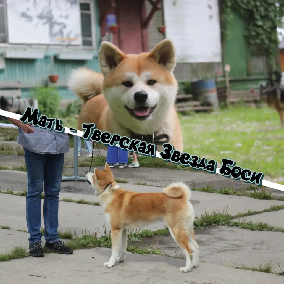 Щенки Акита-ину, фотография 1