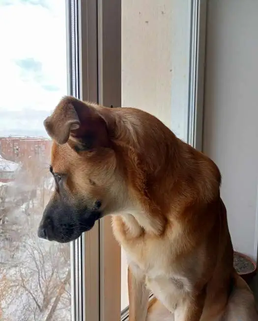 Отдам щенка бесплатно, фотография 4