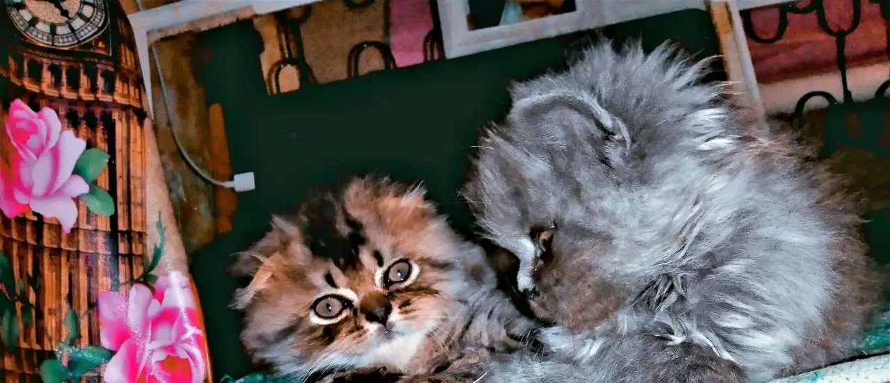 Шотландские котятки!, фотография 3