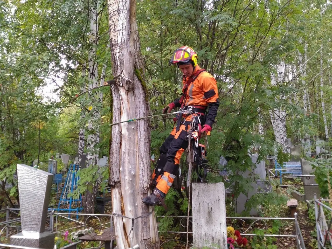 Спил деревьев, кронирование. Корчевание. Вывоз., фотография 7