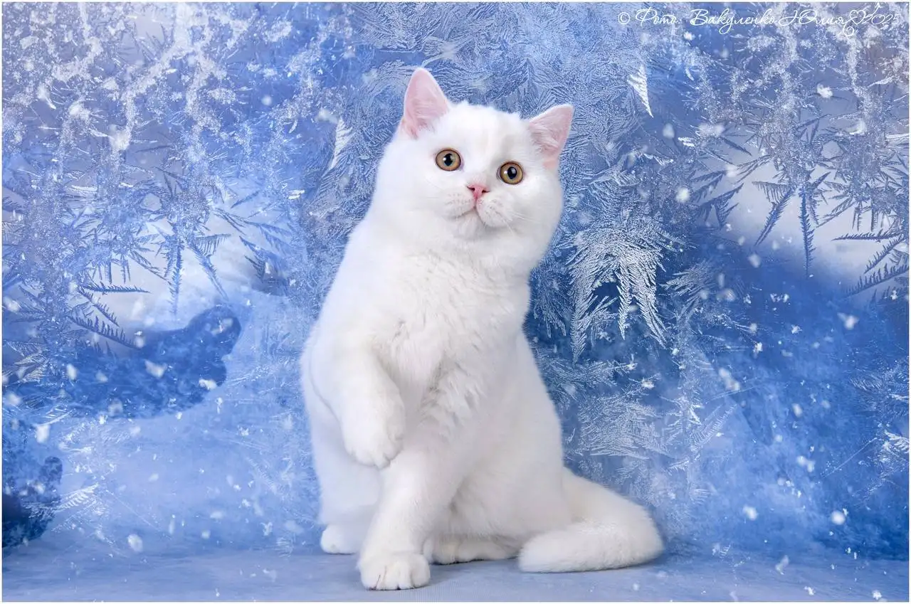 Белый шотландский котенок, фотография 1