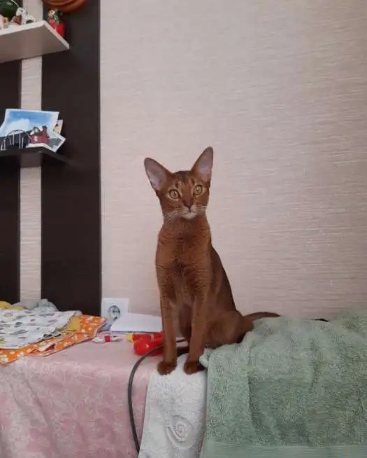 Абиссинские котята, фотография 4